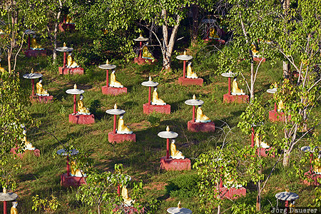 Kadetkan, MMR, Myanmar, Sagaing-Region, bodhi tree, Buddha, green, Monywa
