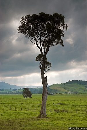 Tree near Kiama Australia, New South Wales, Kiama, sky, dark clouds, green, tree, Australien, Down Under, NSW