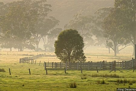 Fog near Tathra Australia, New South Wales, Tathra, morning light, tree, fog, mist, Australien, Down Under, NSW