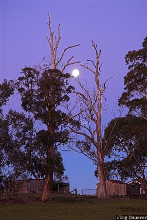 Australia, Tasmania, St. Helens, moon, night, meadow, tree, Australien, Down Under, Tasmanien