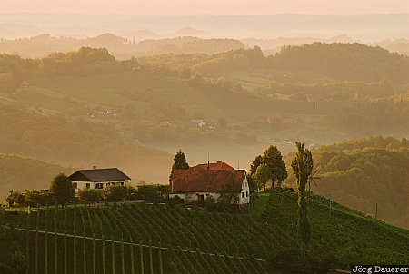 A farmhouse in the vineyard Austria, Styria, Ratsch an der Weinstraße, farm house, fog, mist, morning light, Österreich, Steiermark, Oesterreich