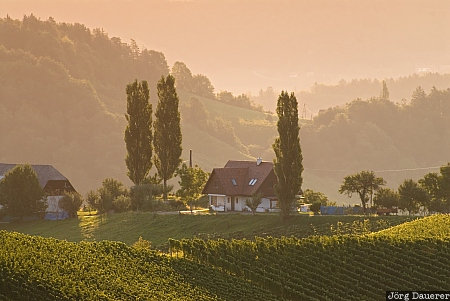 Early morning in the vineyard Austria, Styria, Ratsch an der Weinstraße, farm house, fog, mist, morning light, Österreich, Steiermark, Oesterreich