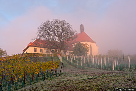 Bavaria, DEU, Escherndorf, Germany, Nordheim am Main, fog, morning fog, Deutschland, Bayern