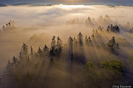Back-Lit Trees back-lit, fog, Hirschberger Tal, Jelenia Góra Valley, Karpniki, Lower Silesia, mist, Poland