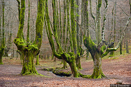 Otzarreta Forest ESP, Basque Country, Beech, Hayedo Otzarreta, moss, Otzarreta Forest, trees, Spain, Ubide, Spanien, Espana