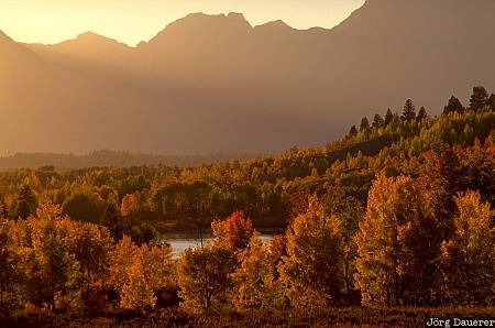 Fall colors, autumn colors, indian summer, leaves, Grand Teton National Park, Wyoming