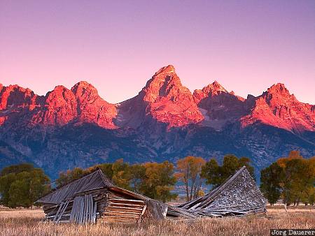 morning, Fall color, barn, old collapsed barn, Grand Teton National Park, Wyoming, United States, USA, Vereinigte Staten, WY