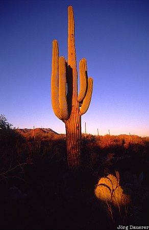 saguaro, Saguaro National Park, Arizona, United States, evening light, soft light, cacti, USA, Vereinigte Staten, AZ