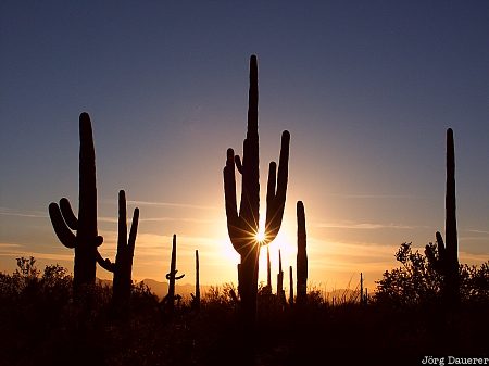 saguaro, Saguaro National Park, sunset, star, cacti, Tucson, Arizona, United States, USA, Vereinigte Staten, AZ