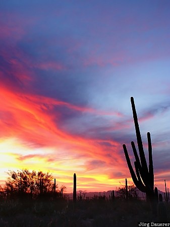 United States, Arizona, Tucson, Avra, red clouds, saguaro cactus, saguaro national Park, USA, Vereinigte Staten, AZ