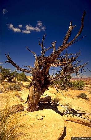 Canyonlands National Park, rocks, tree, needles district, desert, Utah, United States, USA, Vereinigte Staten, UT